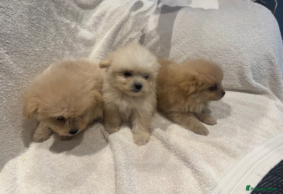 Cockapoo dogs for sale: Cockapoo puppies  - Image 1