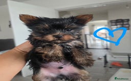 Yorkshire Terrier dogs for sale: Tiny gorgeous baby boys - Image 21