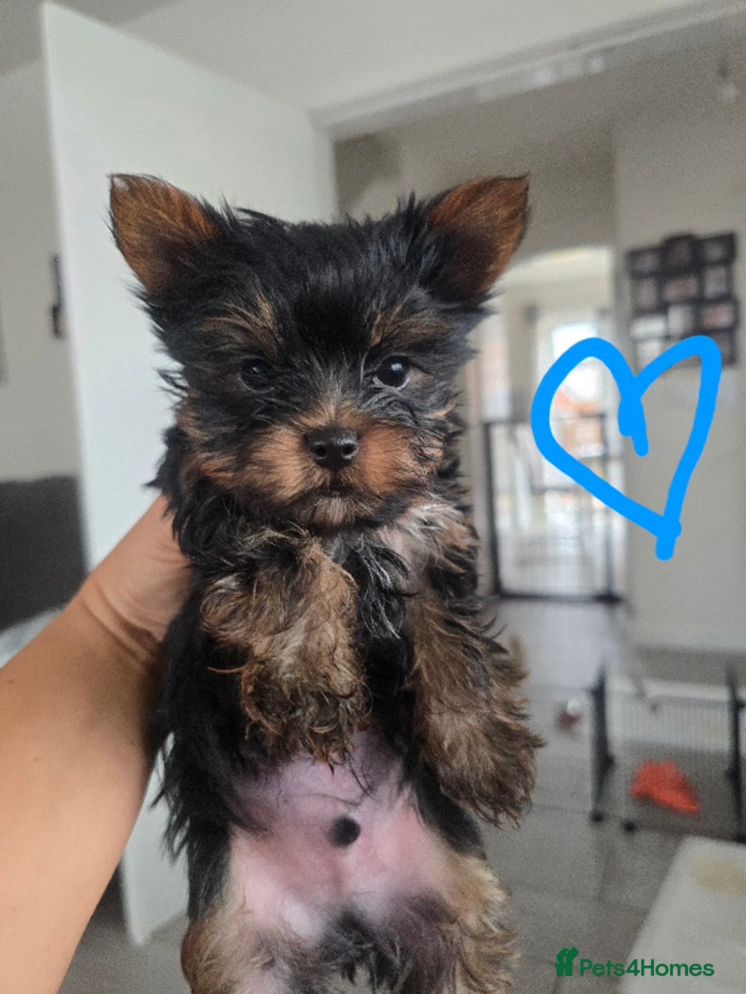 Yorkshire Terrier dogs for sale: Tiny gorgeous baby boys - Image 21