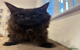 Maine Coon cats for sale: chocolate maine coon (coa coa)  - Image 2