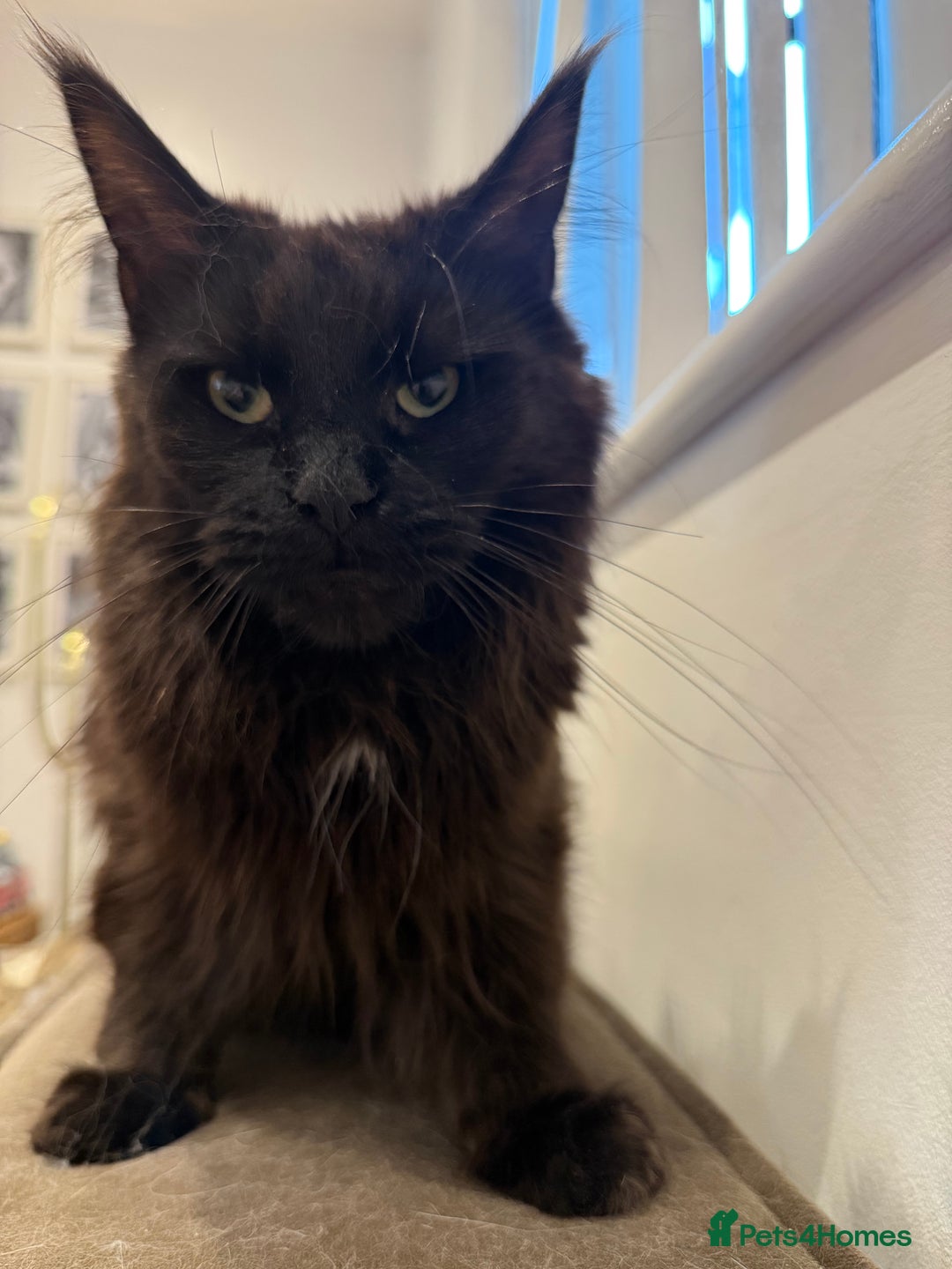 Maine Coon cats for sale: chocolate maine coon (coa coa)  - Image 2