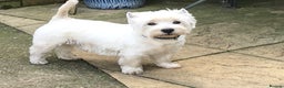 West Highland Terrier dogs for stud: 3 Stud Dogs available in Doncaster - Advert 7