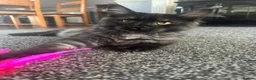 Maine Coon cats for sale: LUNA mainecoon  - Advert 2