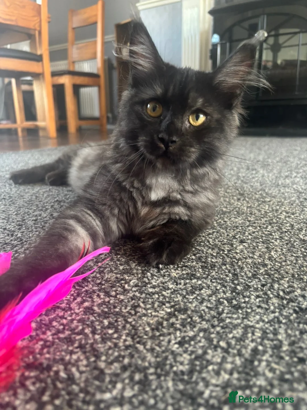 Maine Coon cats for sale: LUNA mainecoon  - Advert 2