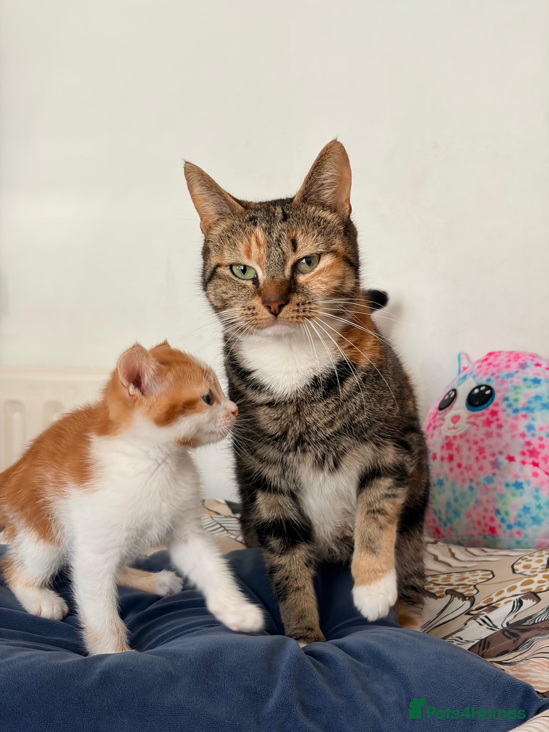 Mixed Breed cats for sale: Lovely kittens  - Advert 10