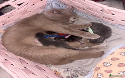 Scottish Fold cats for sale: Perfect Scottish fold x BSH kittens! - Image 14