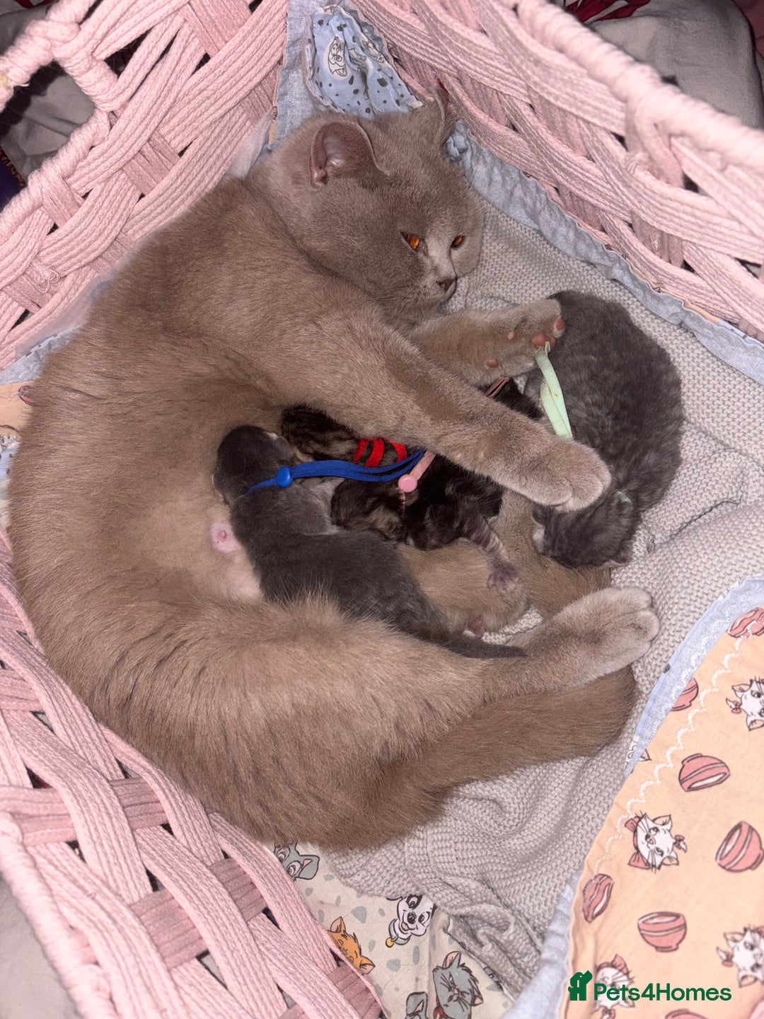 Scottish Fold cats for sale: Perfect Scottish fold x BSH kittens! - Image 14