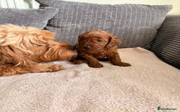 Cockapoo dogs for sale: 4 Stunning Fox Red F1b Toy Cockapoos  - Advert 10