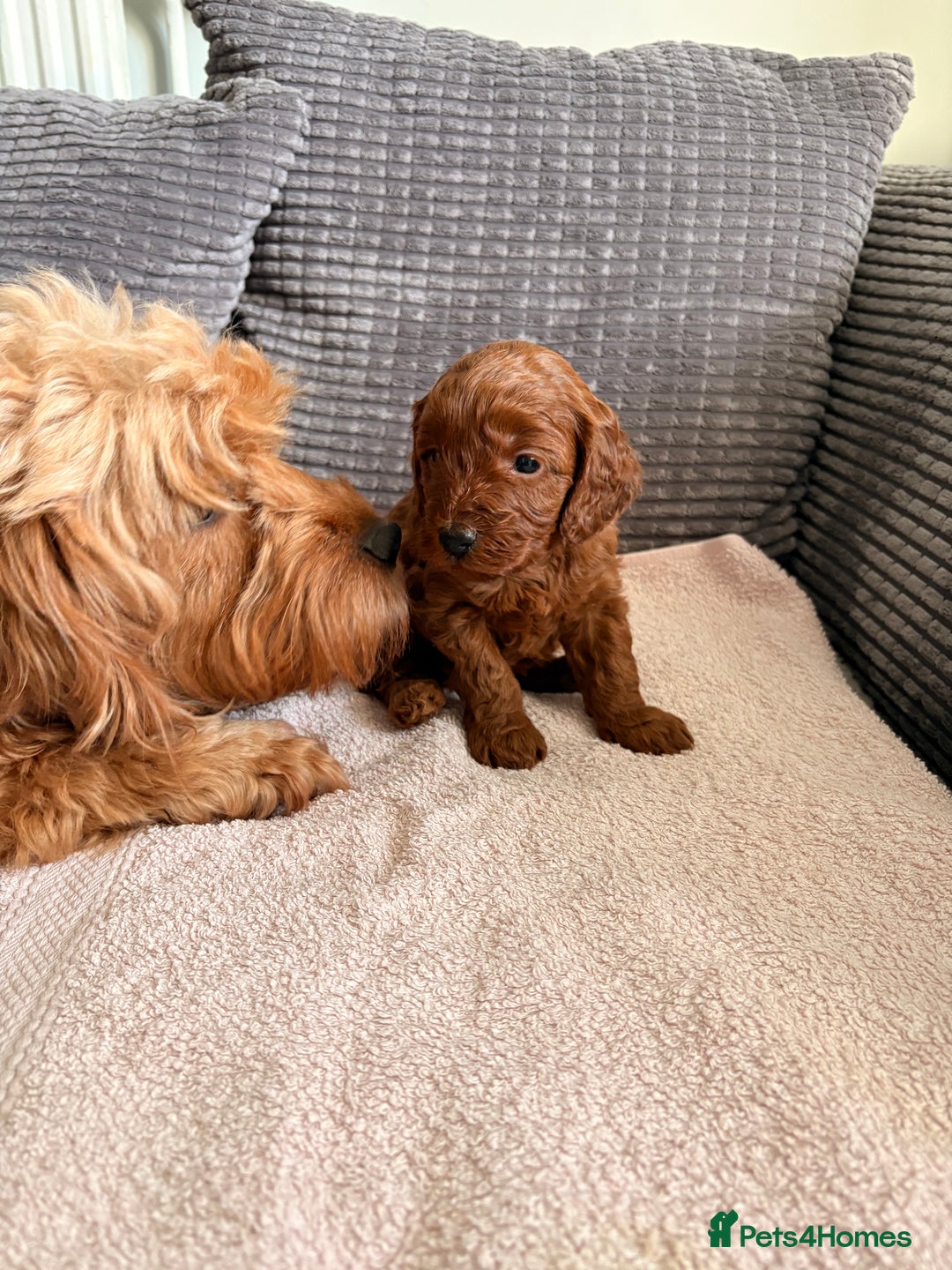 Cockapoo dogs for sale: 4 Stunning Fox Red F1b Toy Cockapoos  - Advert 10