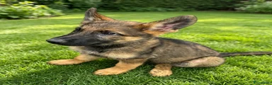 German Shepherd 1