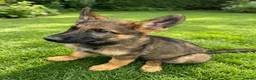 German Shepherd dogs for sale: Working line German Shepherd puppies  in Ilford - Advert 3