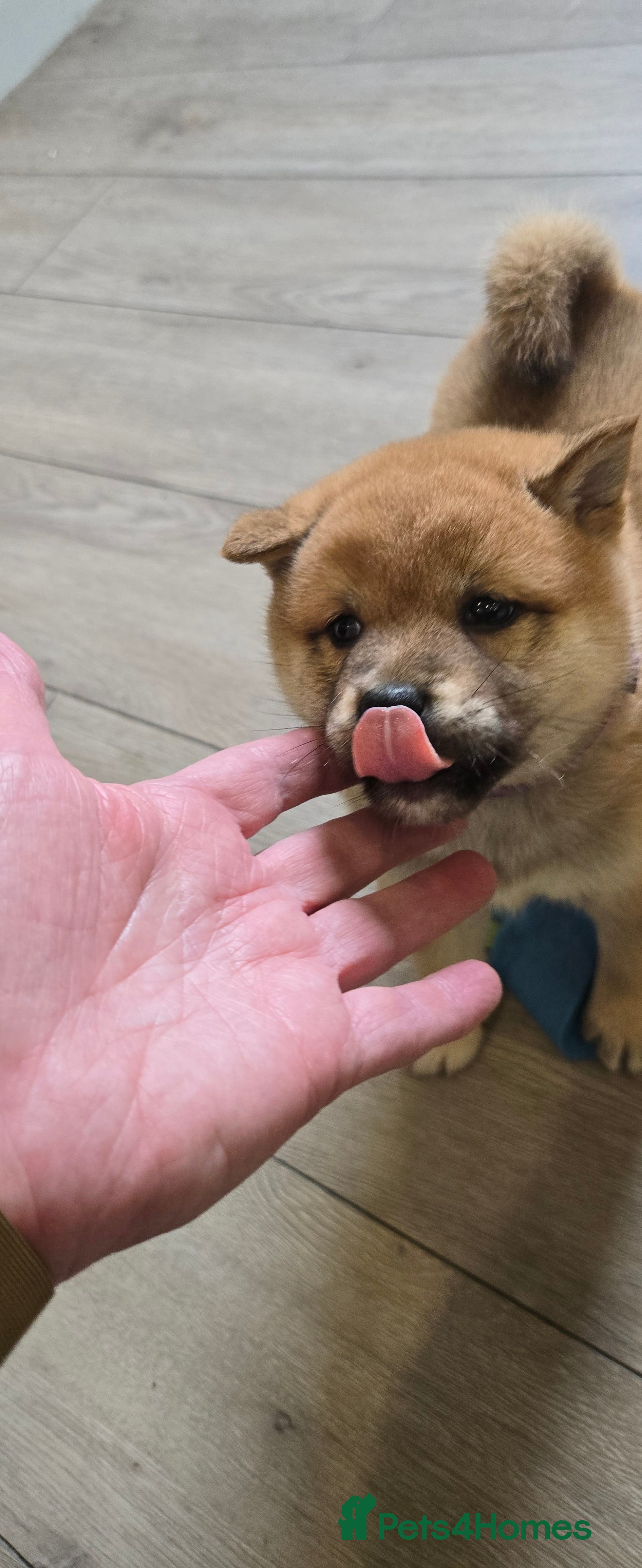 Japanese Shiba Inu dogs Stunning little Shibas - Advert 1