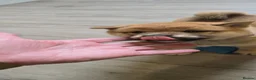 Japanese Shiba Inu dogs for sale: Stunning little Shibas - Advert 15