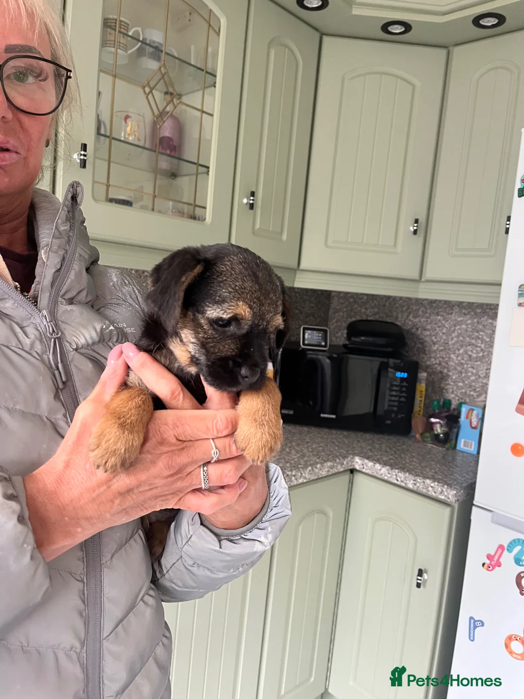 Border Terrier dogs for sale: Border Terriers – Ready for a Loving Forever Home - Advert 2