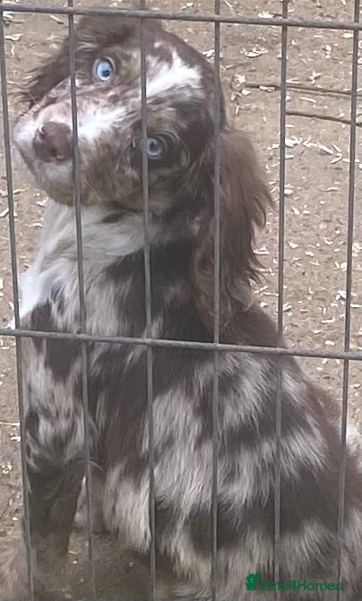 Mixed Breed dogs One beautiful boy working Cocker spaniel’s - Advert 8