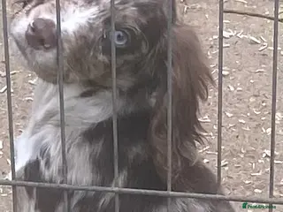 Mixed Breed dogs One beautiful boy working Cocker spaniel’s - Advert 8