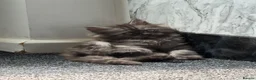 Mixed Breed cats for sale: Himacoons Himalayan x Mainecoon  - Advert 2