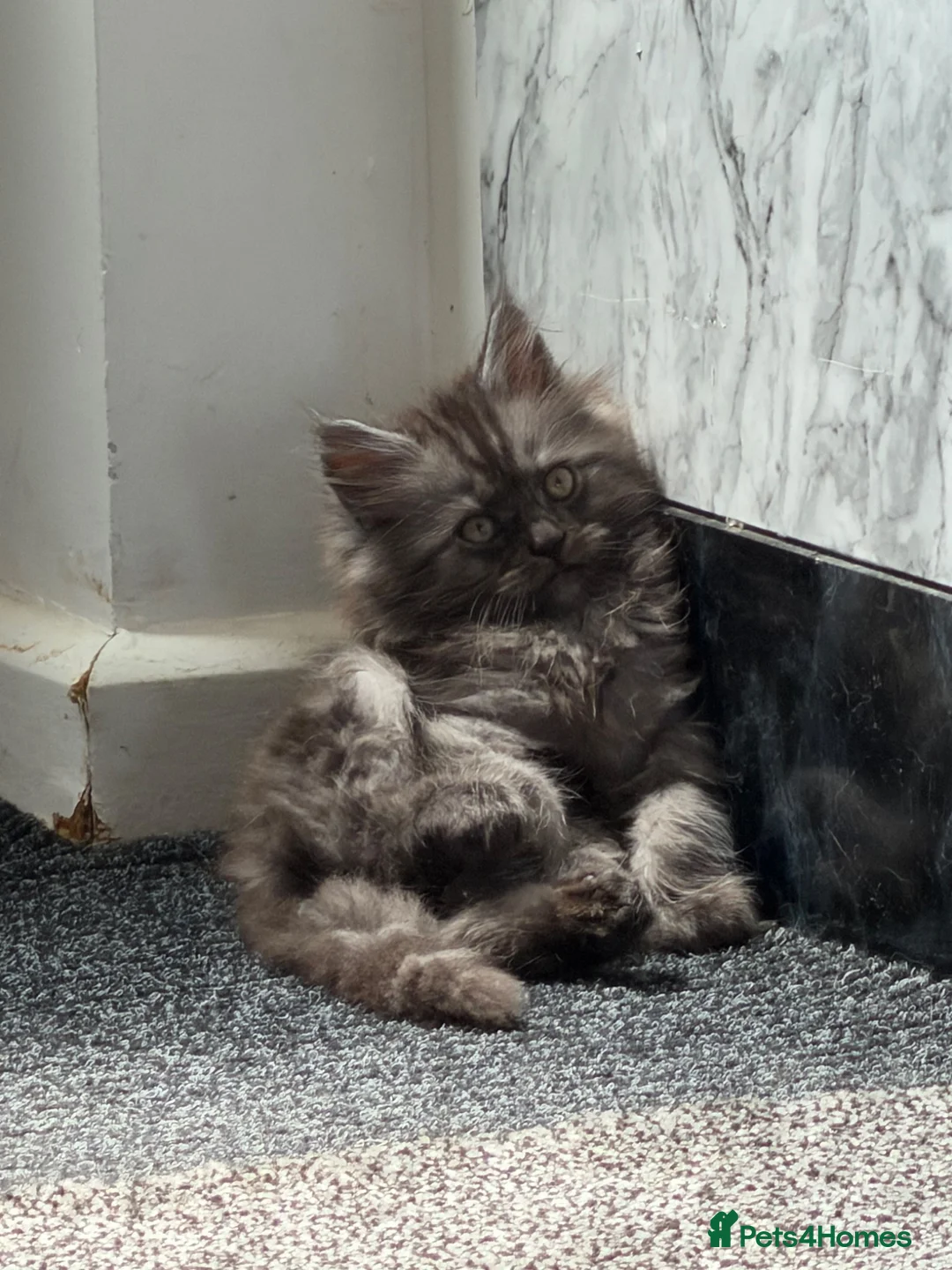 Mixed Breed cats for sale: Himacoons Himalayan x Mainecoon  - Advert 2