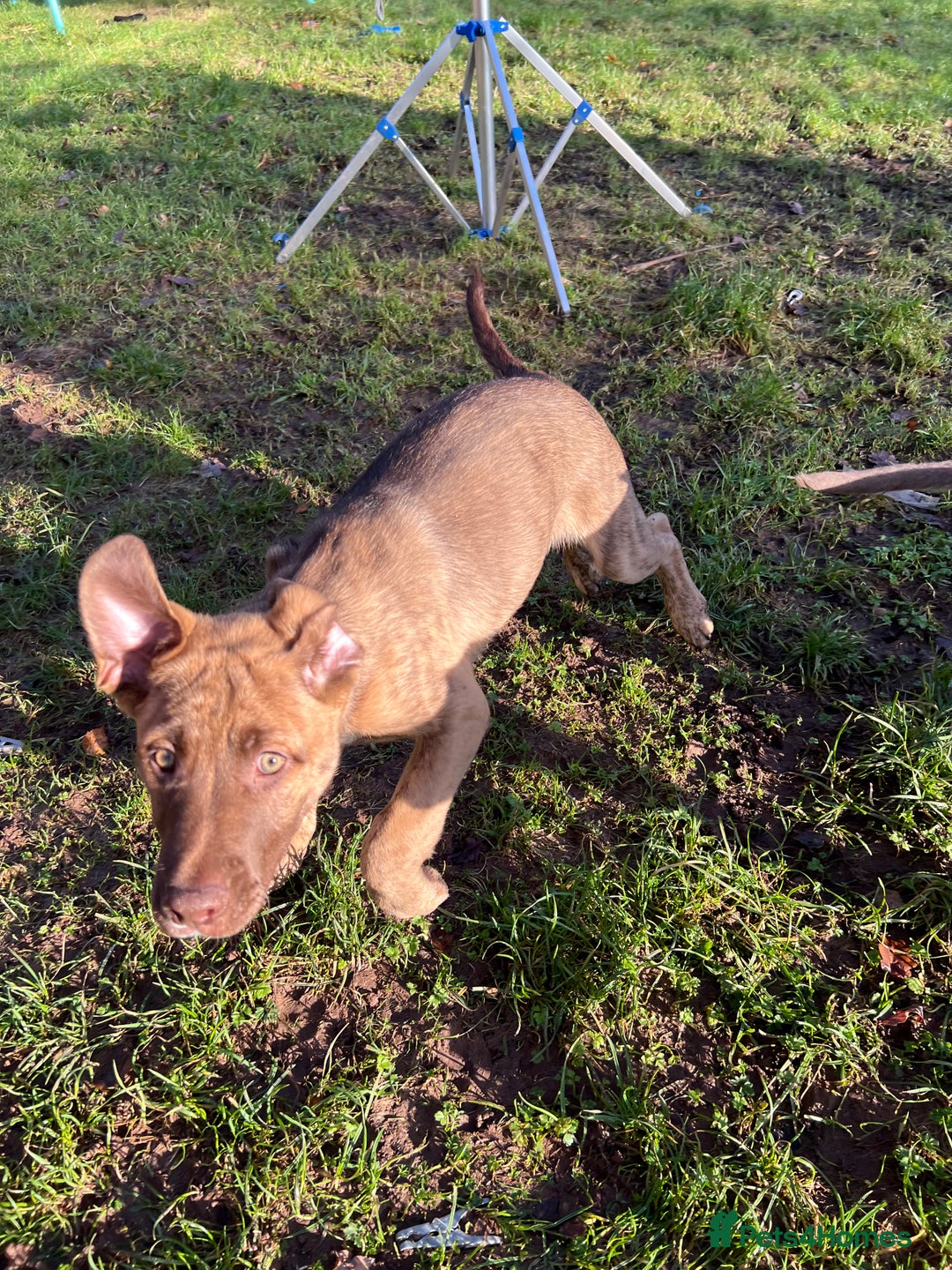Mixed Breed dogs for sale: Staffy x Australian Kelpie  - Advert 35