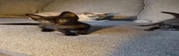 Burmese cats for sale: Burmese x - Advert 5