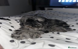 Cockapoo dogs for sale: Miniature Cockapoo - Advert 5