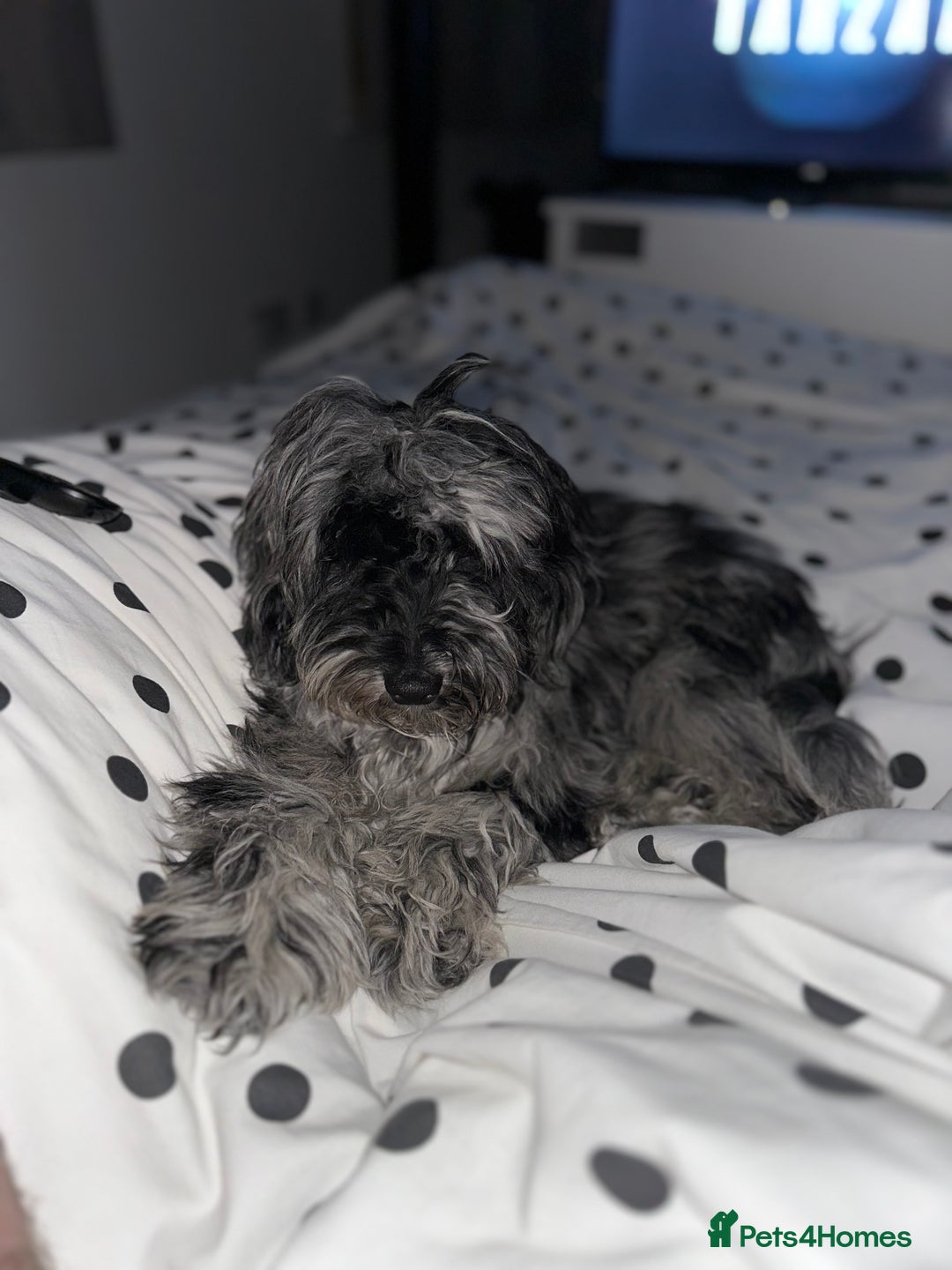 Cockapoo dogs for sale: Miniature Cockapoo - Advert 5