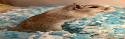Gerbil rodents for sale: Lone male gerbil - Advert 3