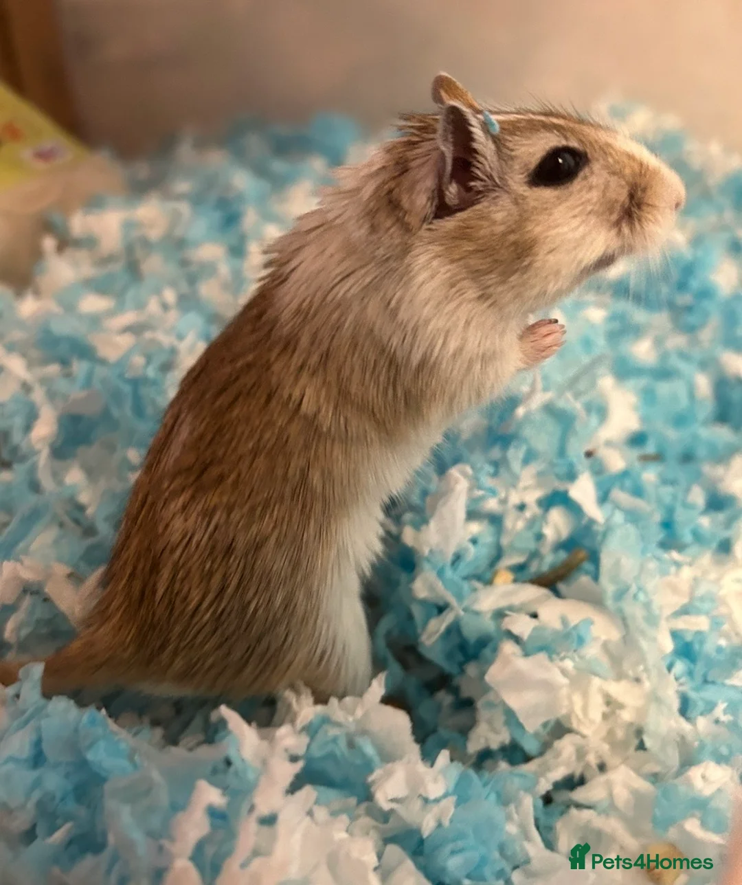 Gerbil rodents for sale: Lone male gerbil - Advert 3
