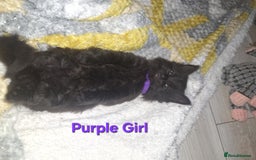 Mixed Breed cats for sale: 5 fluffy black kittens with hints of grey - Image 11
