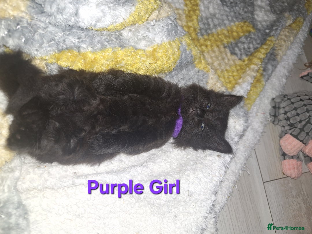 Mixed Breed cats for sale: 5 fluffy black kittens with hints of grey - Image 11