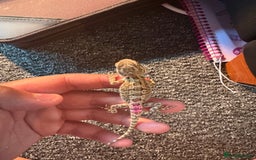Dragon reptiles for sale: Viticans dragon - Image 3