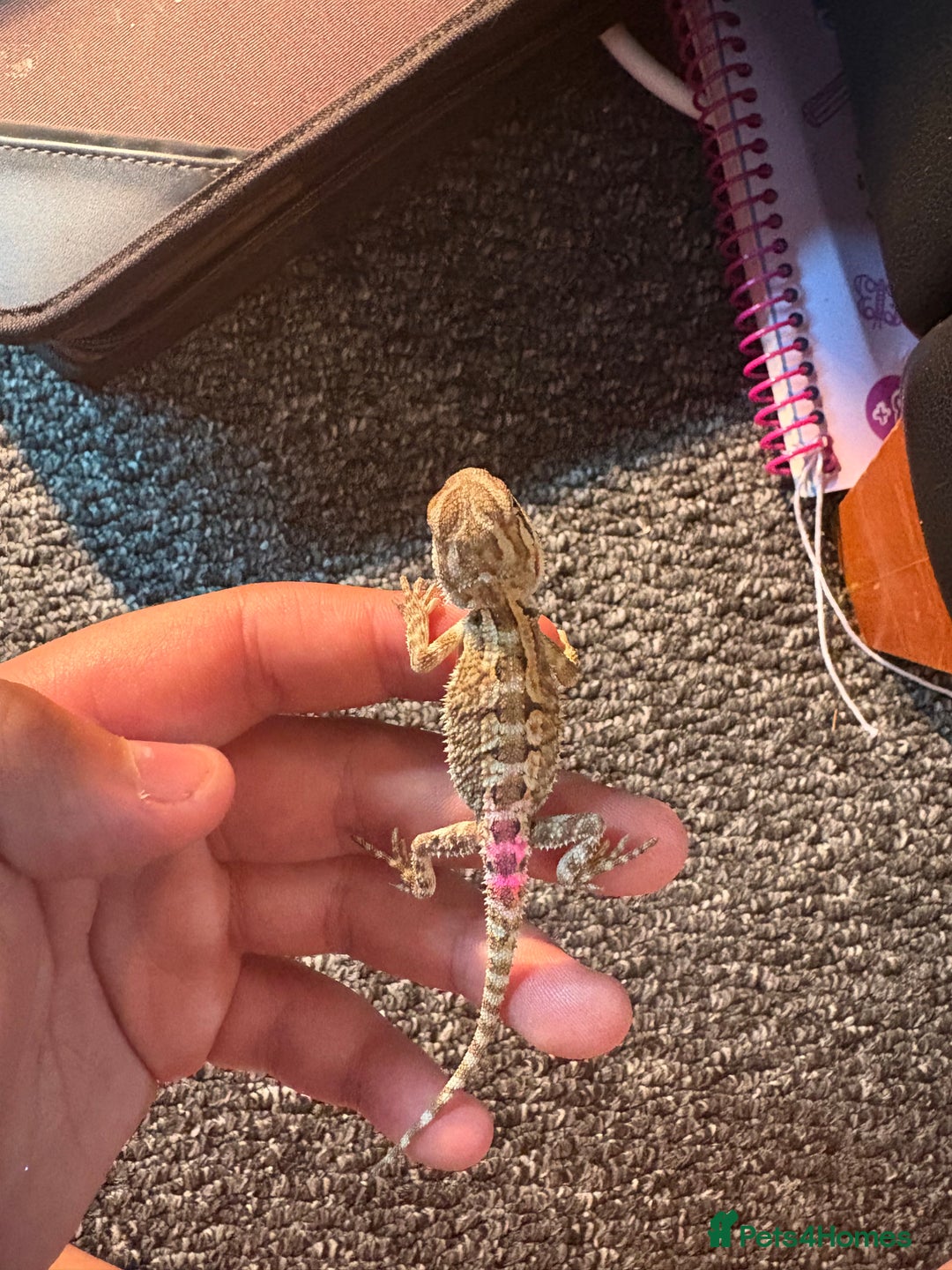 Dragon reptiles for sale: Viticans dragon - Image 3