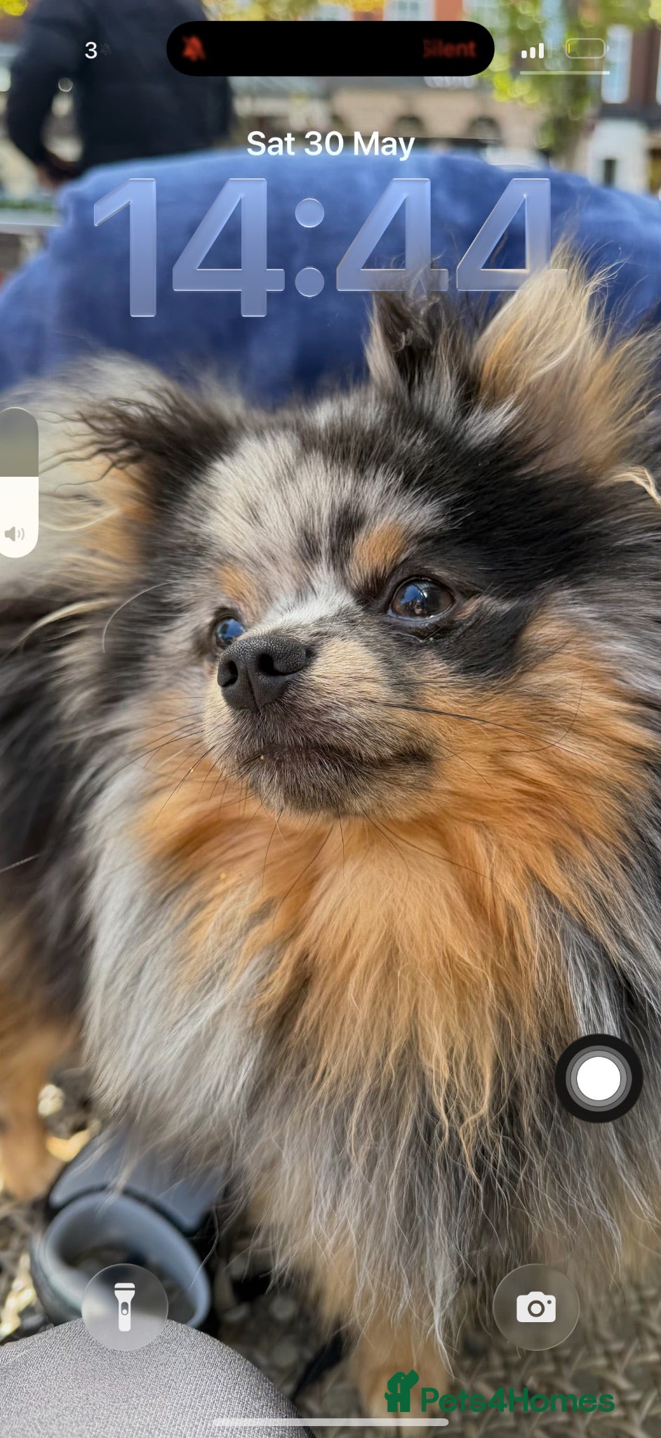 Pomeranian dogs rare colours  blue merle pomernian  - Advert 1
