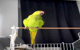 Parrots birds for sale: Baby ring neck talking parrot   - Image 2