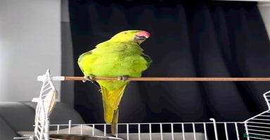 Parrots birds - Advert 1