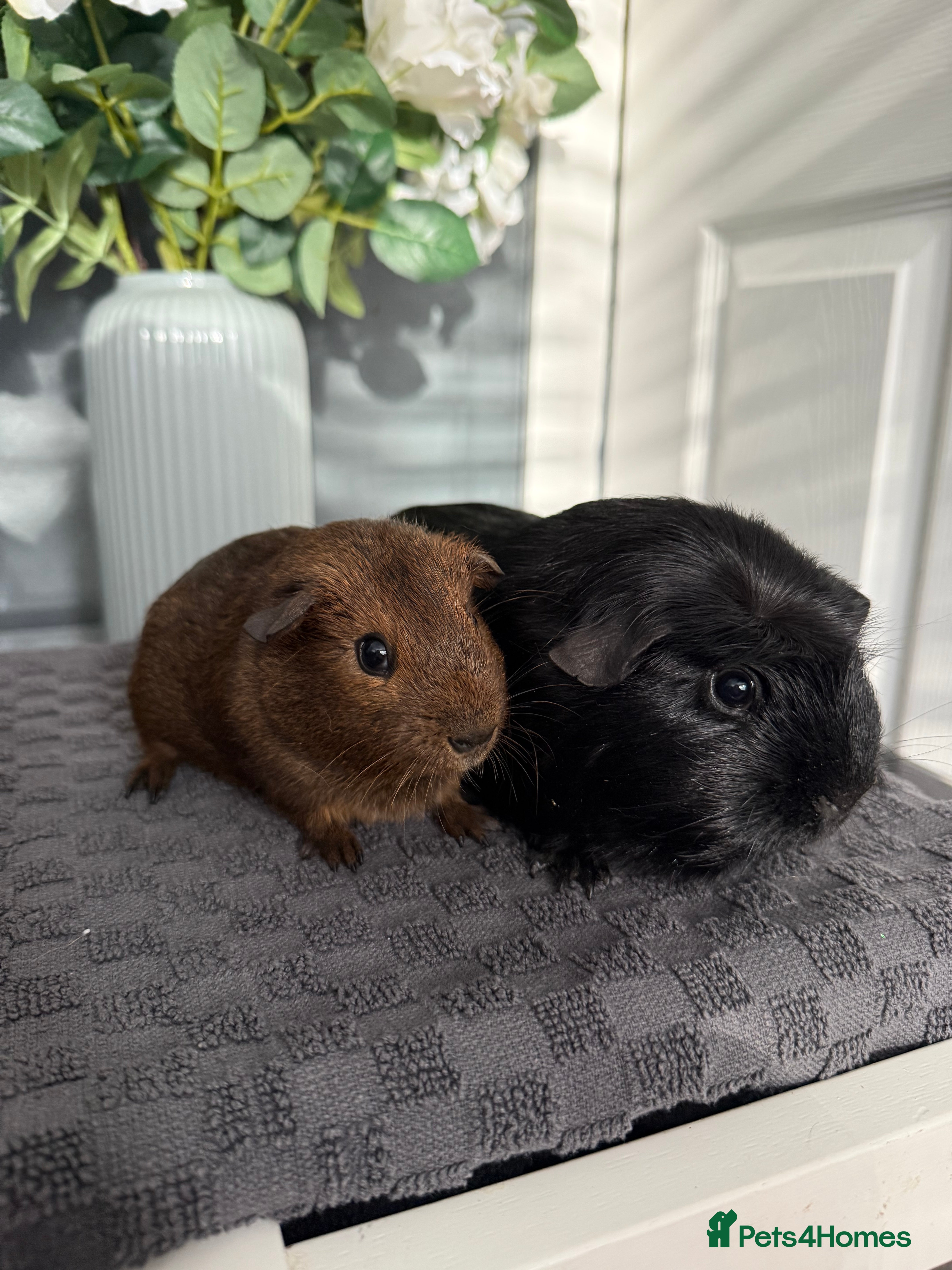 Guinea Pig rodents Pair of Boars  - Advert 8