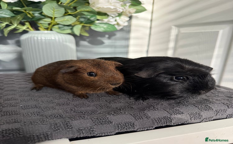 Guinea Pig rodents Guinea Pigs - Advert 13