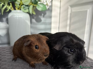 Guinea Pig rodents Guinea Pigs - Advert 14