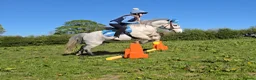 Irish Cob horses for sale: Welsh grey gelding 12hh bold, brave & safe - Advert 15