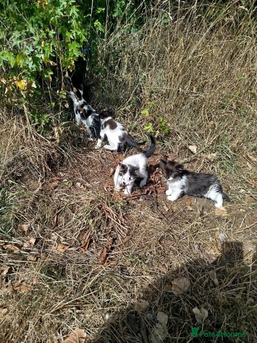 Mixed Breed cats for sale: kitten - Image 2