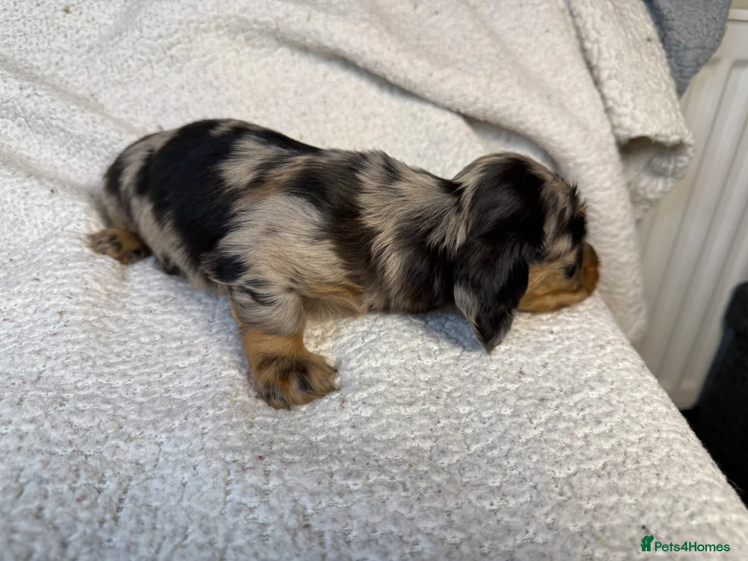 Miniature Dachshund dogs for sale: Long Haired Miniature Dachshund  - Advert 2