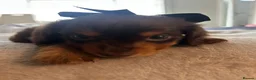 Miniature Dachshund dogs for sale: Long haired miniature dachshund  - Advert 4