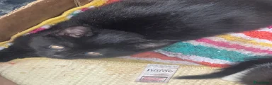 Mixed Breed Kitten 1