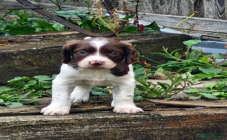 English Springer Spaniel dogs - Advert 4
