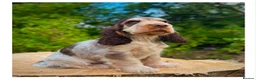 Cocker Spaniel dogs for sale: Quality KC Registered Show Cocker spaniel pippies - Advert 3