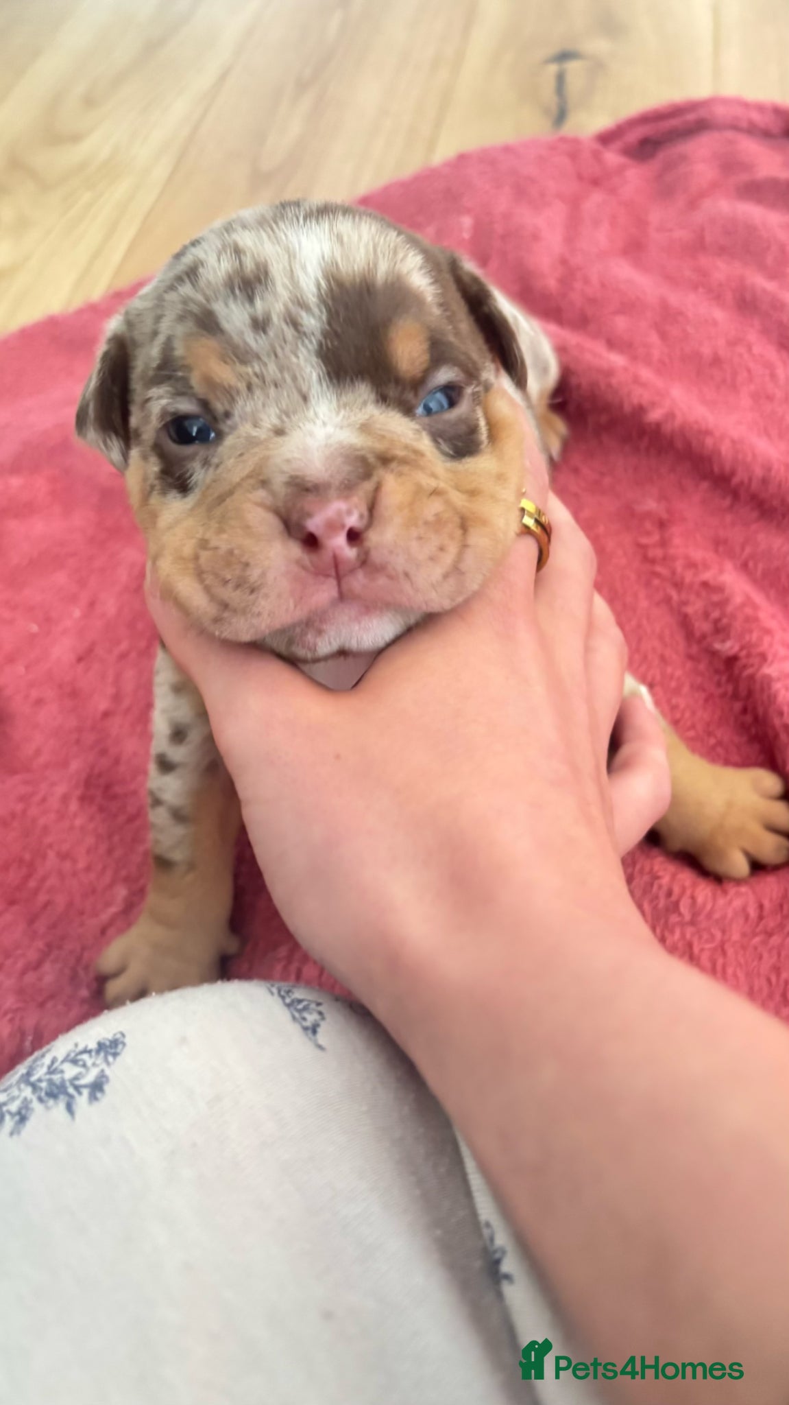 American Bully dogs Micro bully babies 🐶🩷💙 - Advert 2