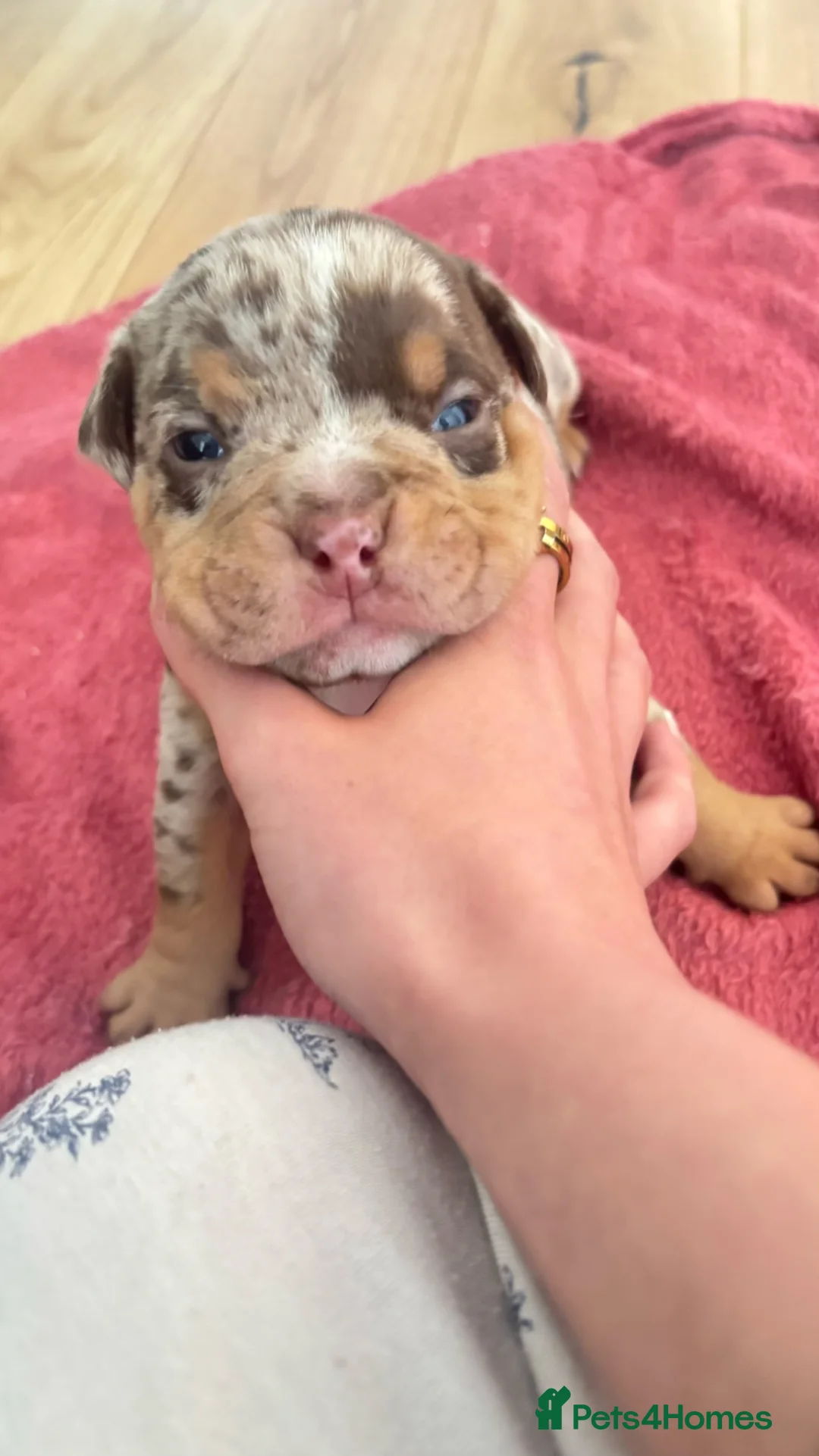 American Bully dogs for sale: Micro bully babies 🐶🩷💙 - Advert 1