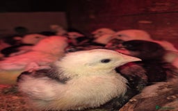 Chickens poultry for sale: Chickens for sale - Image 7