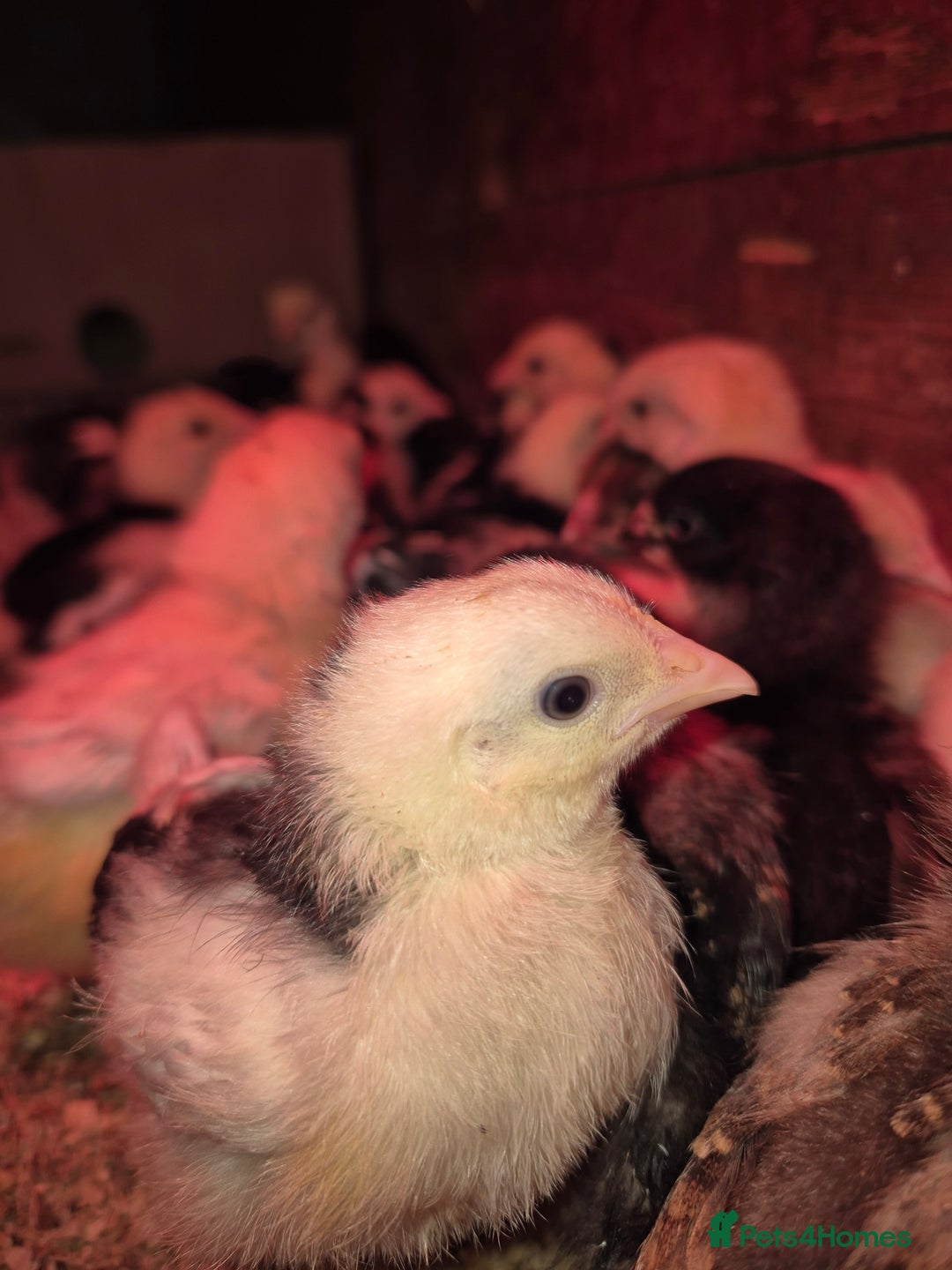 Chickens poultry for sale: Chickens for sale - Image 7