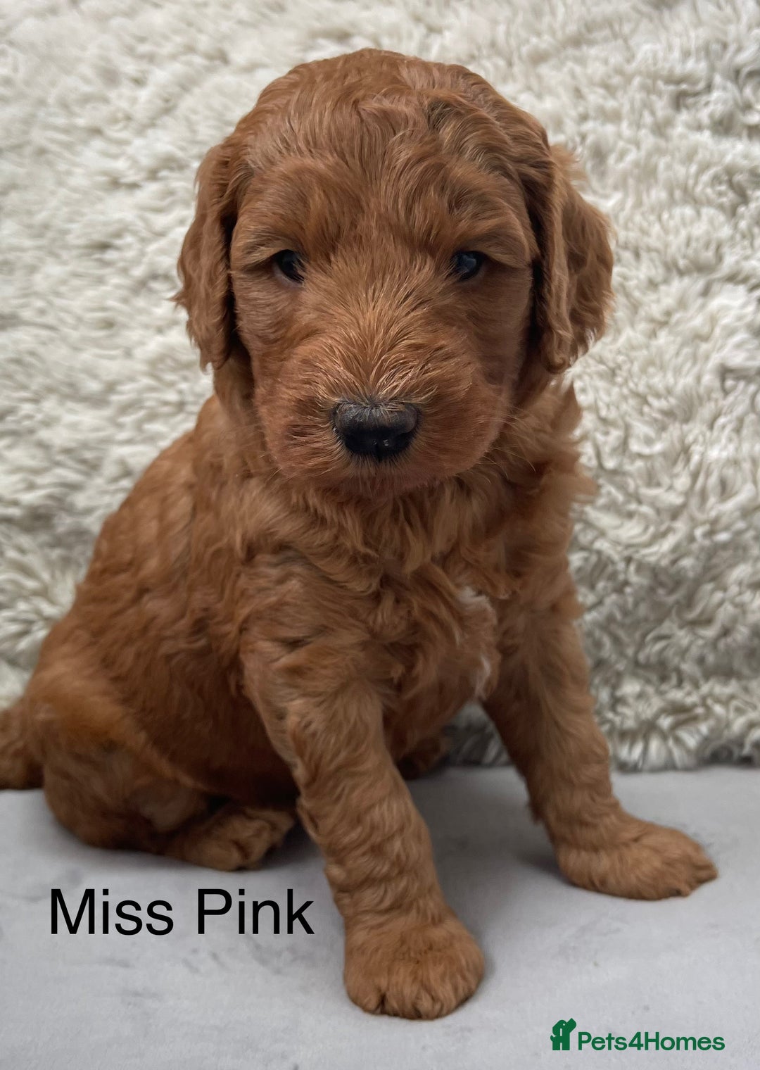 Australian Labradoodle dogs for sale: Stunning Australian Labradoodles  - Image 3